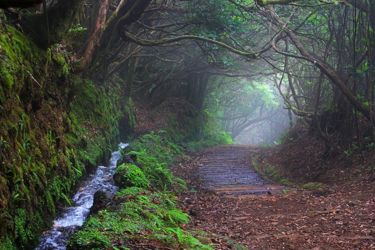 Urlaub auf Madeira – Ausflugs- & Insidertipps für die Blumeninsel